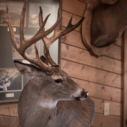 lodge-6@0,33x